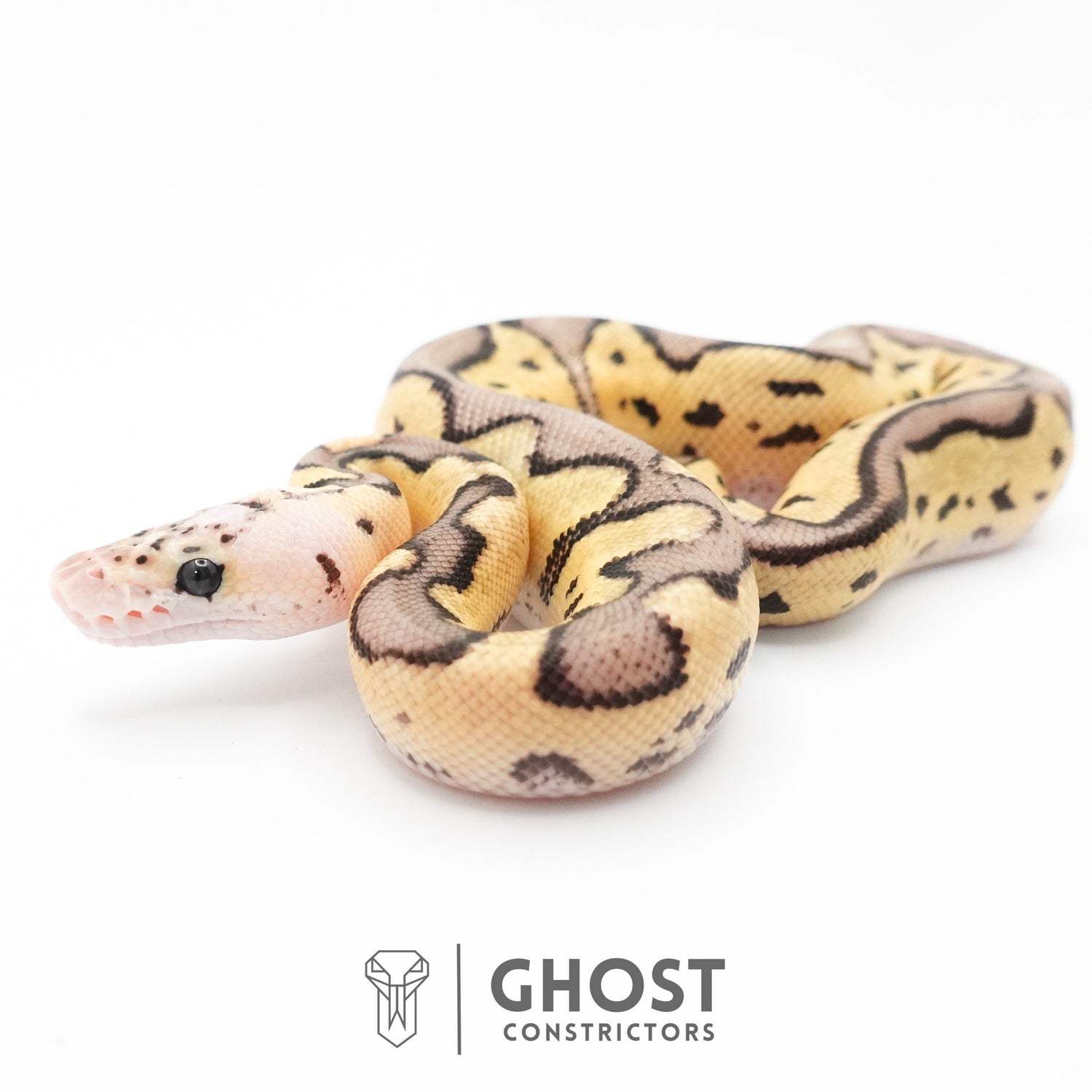 Pastel Fire Leopard Clown Ball Python — Male, 2026 hatch, captive-bred by Ghost Constrictors