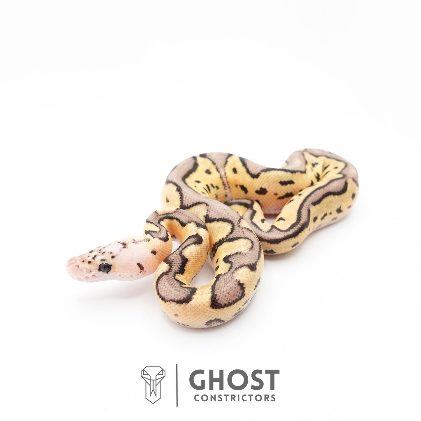 Pastel Fire Leopard Clown Ball Python
