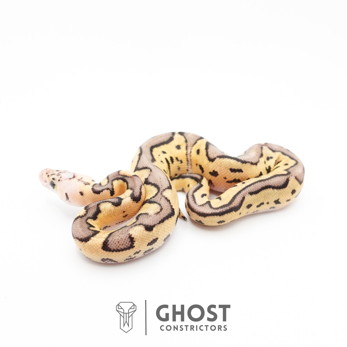 Pastel Fire Leopard Clown Ball Python