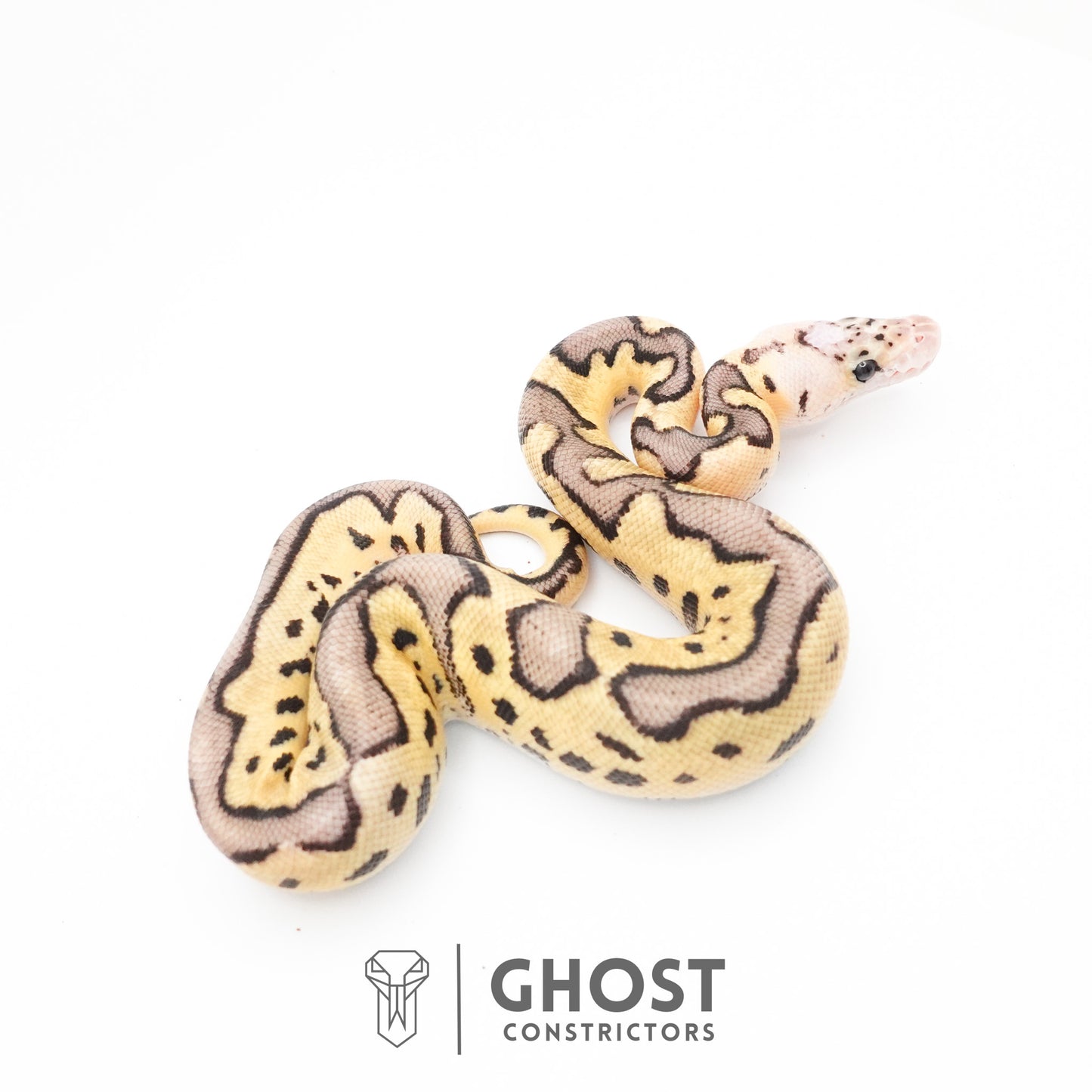 Pastel Fire Leopard Clown Ball Python