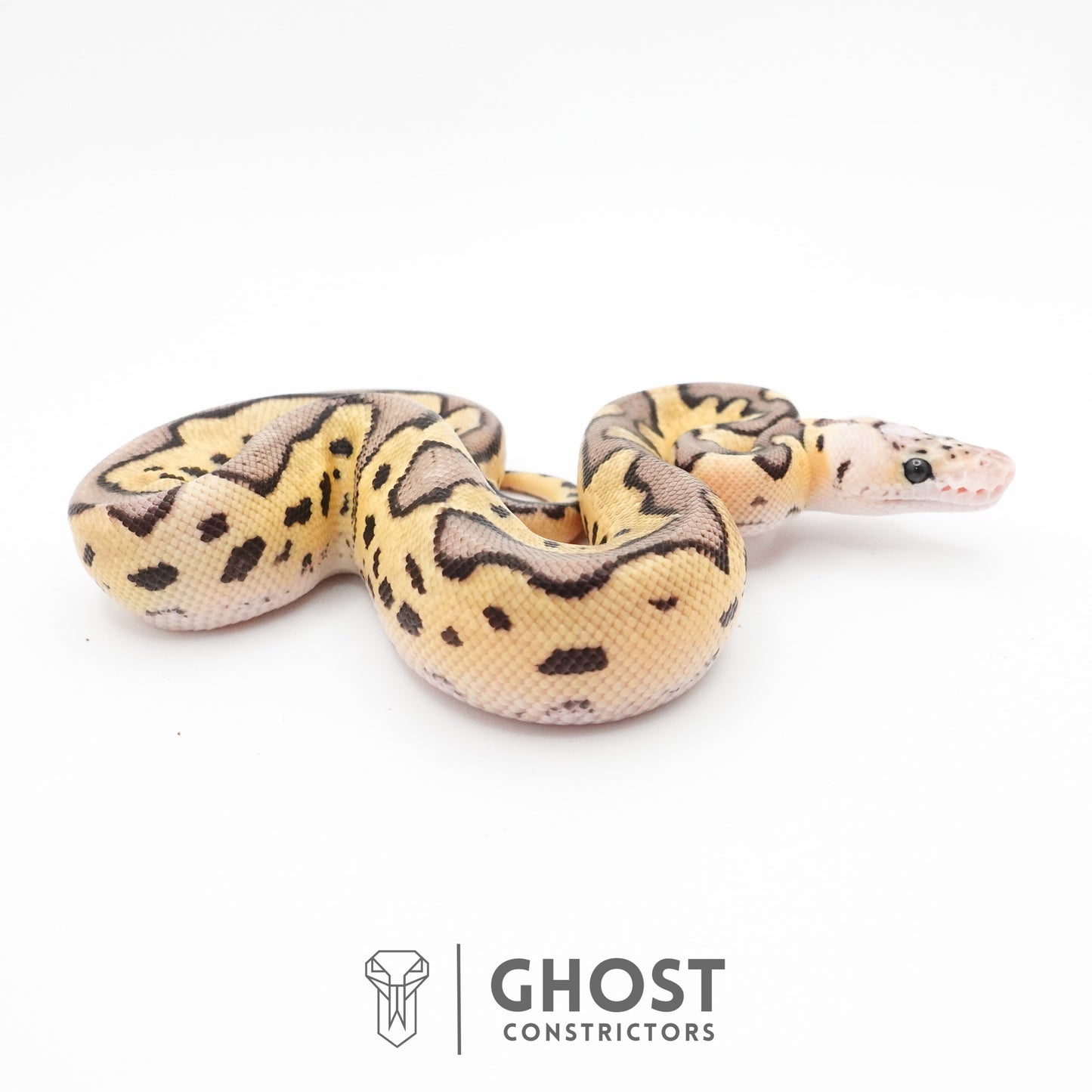 Pastel Fire Leopard Clown Ball Python
