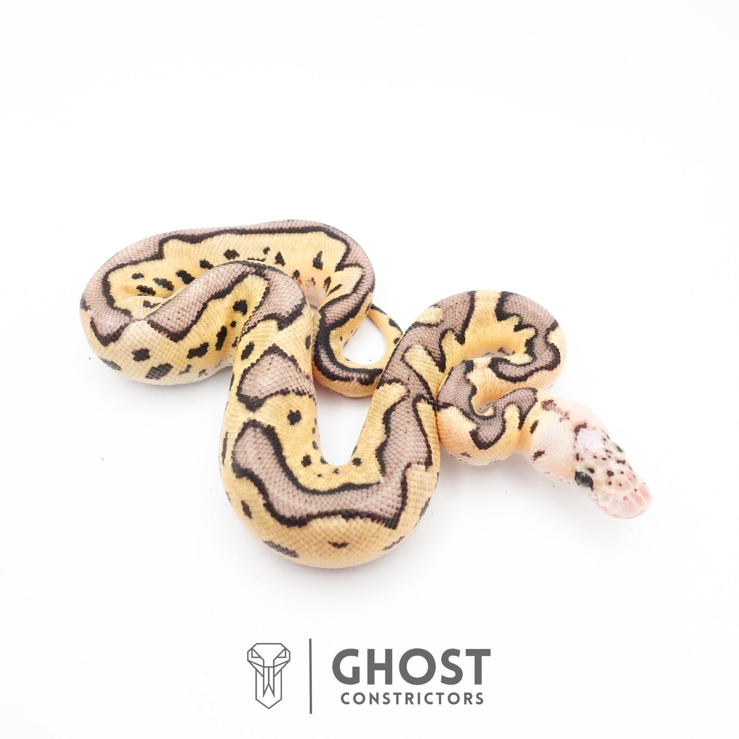 Pastel Fire Leopard Clown Ball Python