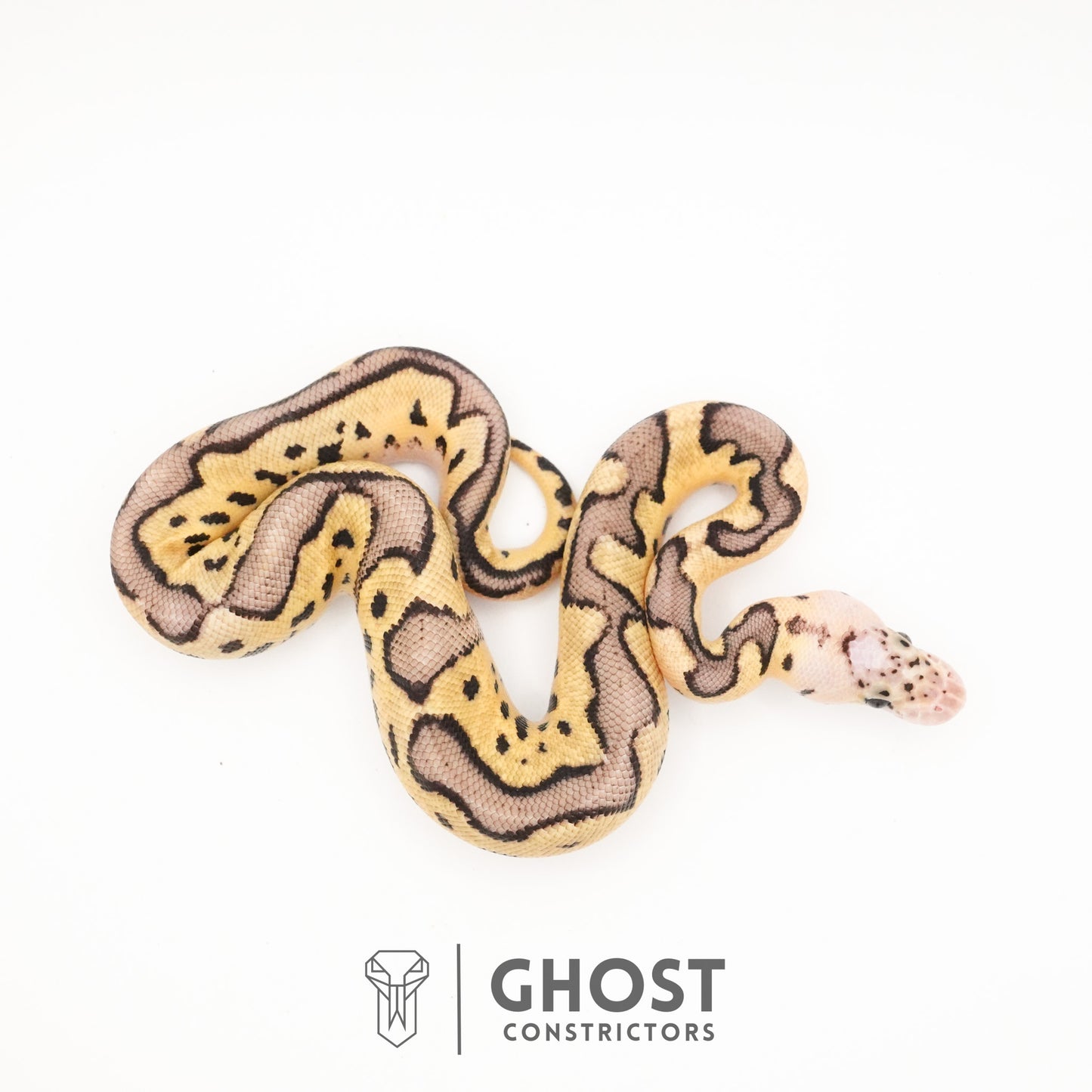 Pastel Fire Leopard Clown Ball Python