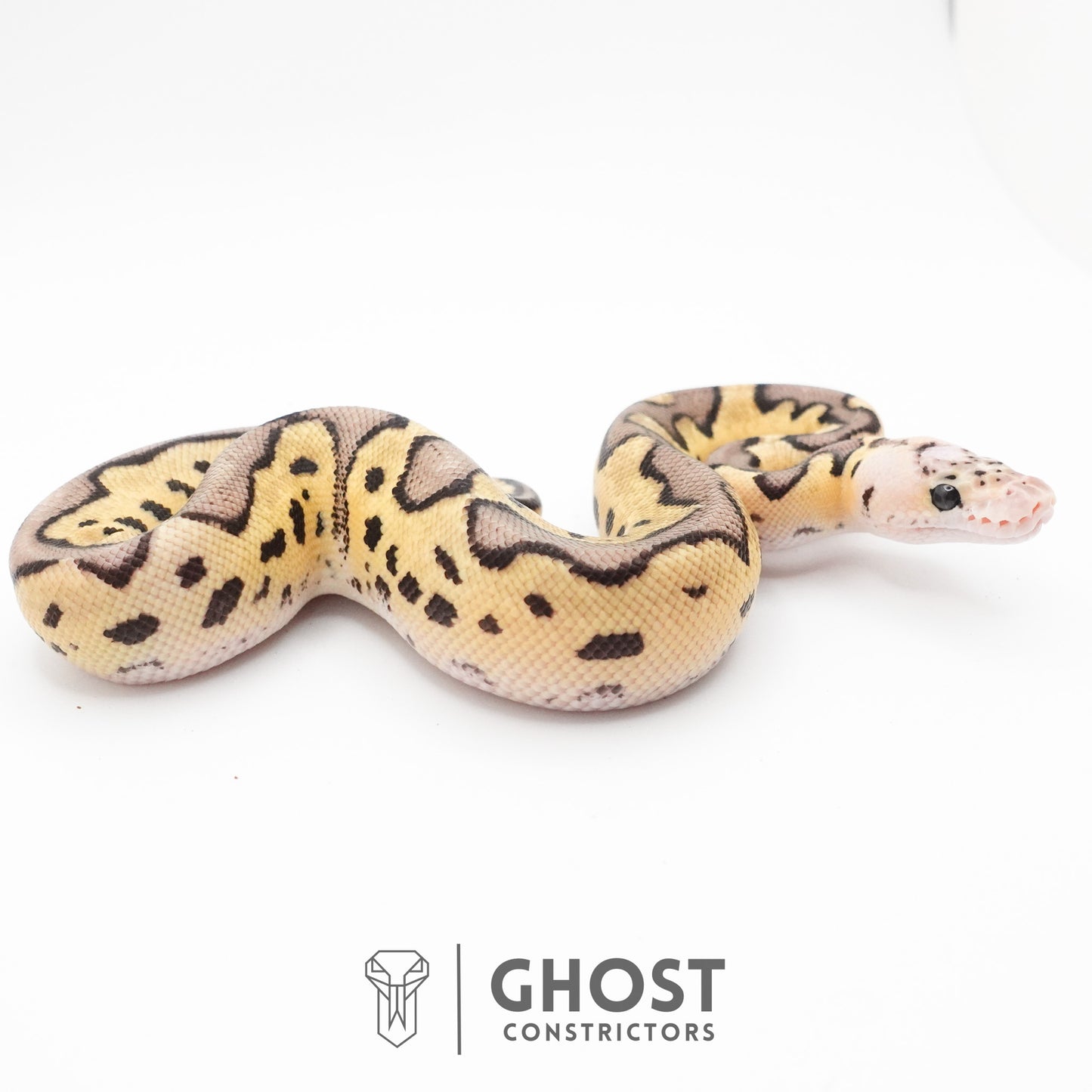 Pastel Fire Leopard Clown Ball Python