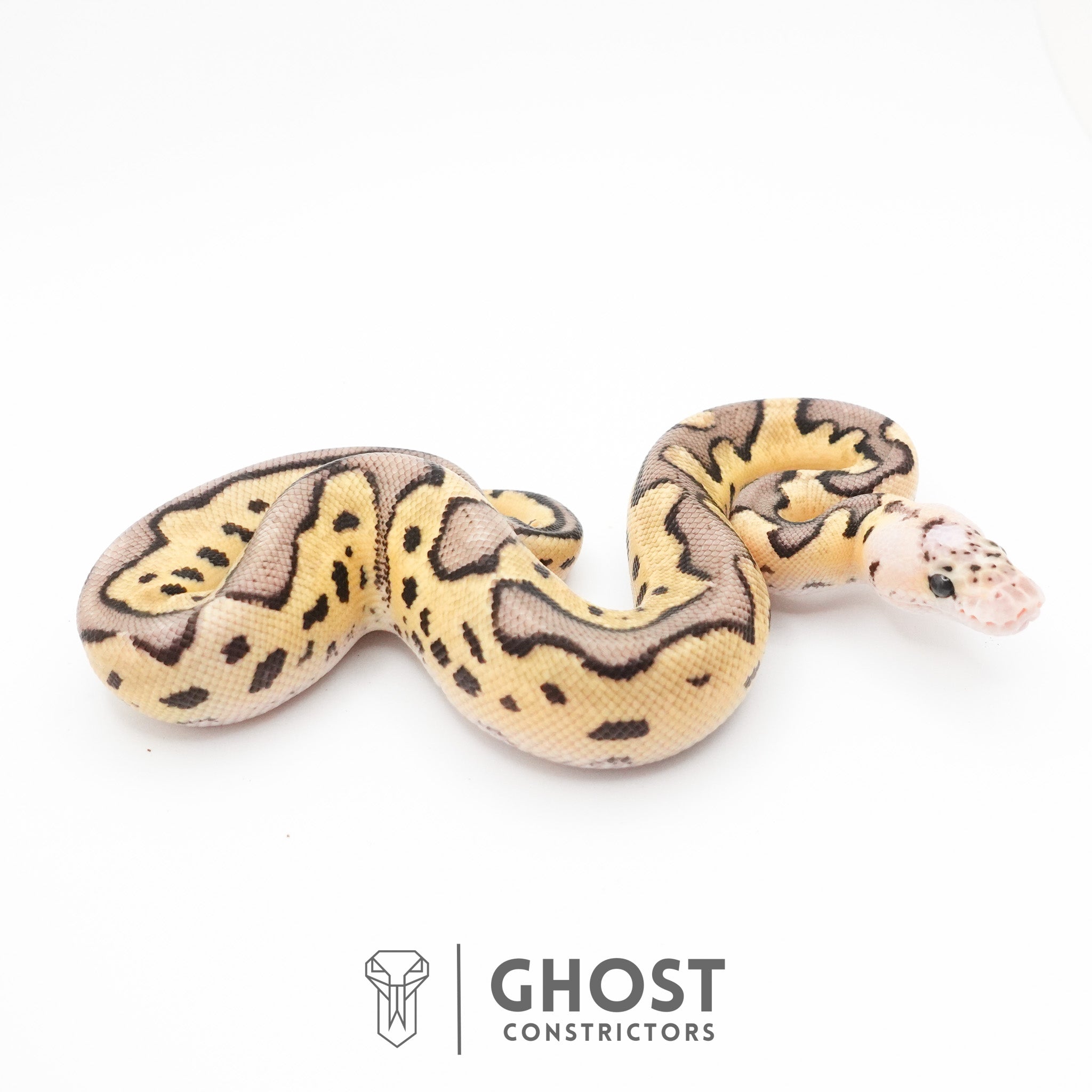 Pastel Fire Leopard Clown Ball Python — Male, 2026 hatch, captive-bred by Ghost Constrictors