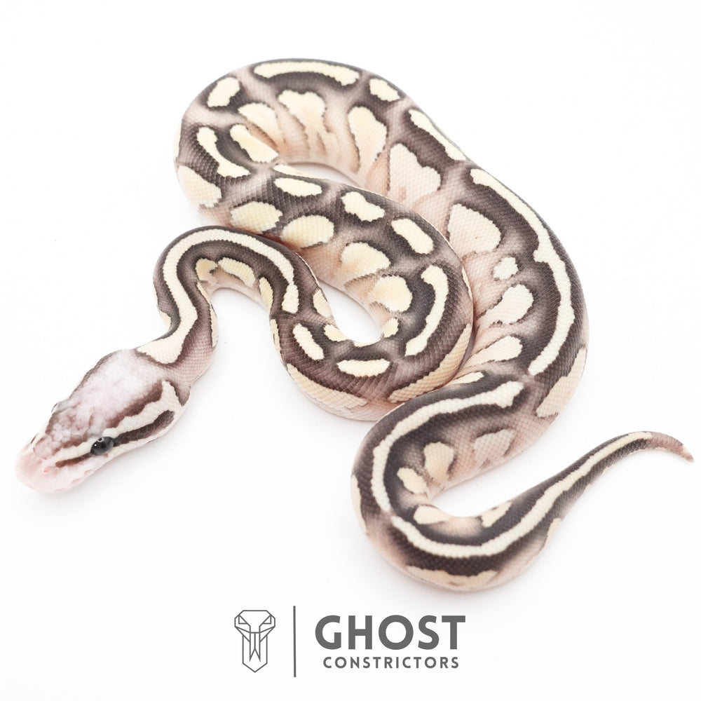 Pastel Fire Lesser 50% Het Clown Ball Python — Female, 2026 hatch, captive-bred by Ghost Constrictors