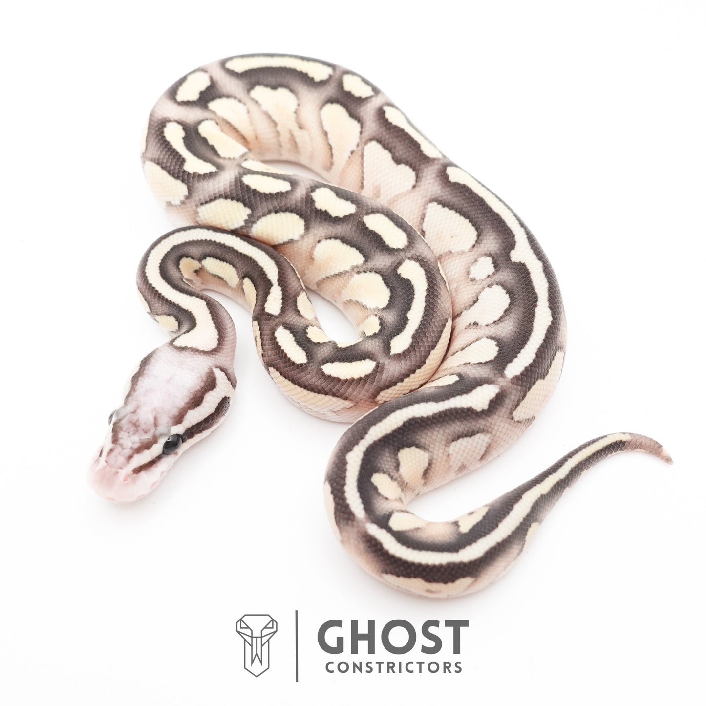 Pastel Fire Lesser 50% Het Clown Ball Python