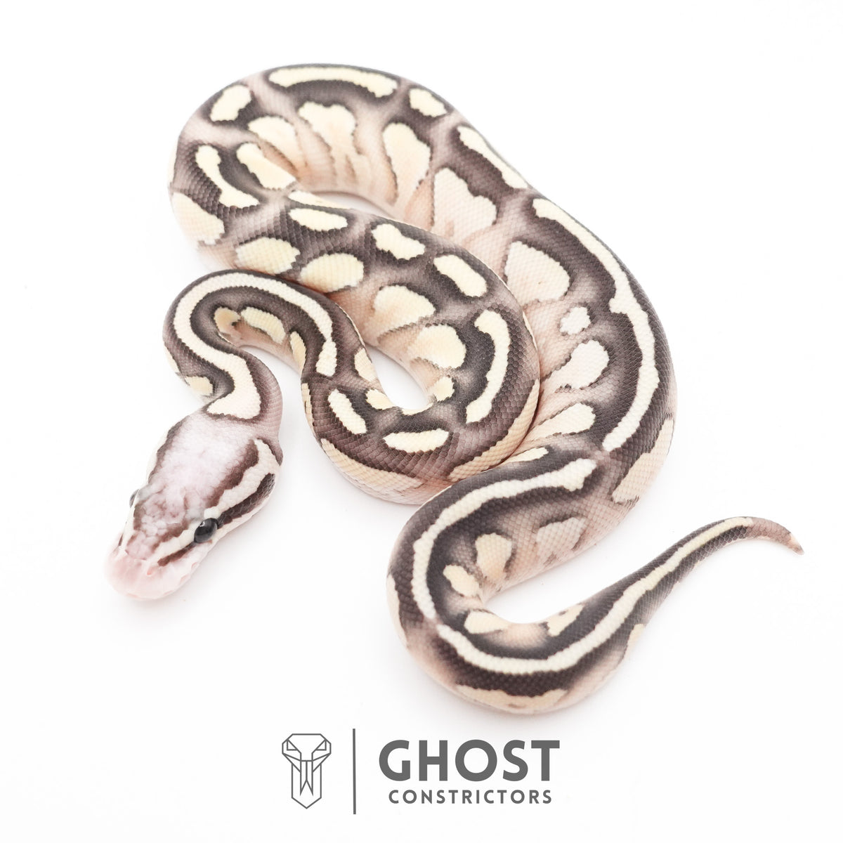 Pastel Fire Lesser 50% Het Clown Ball Python — Female, 2026 hatch, captive-bred by Ghost Constrictors