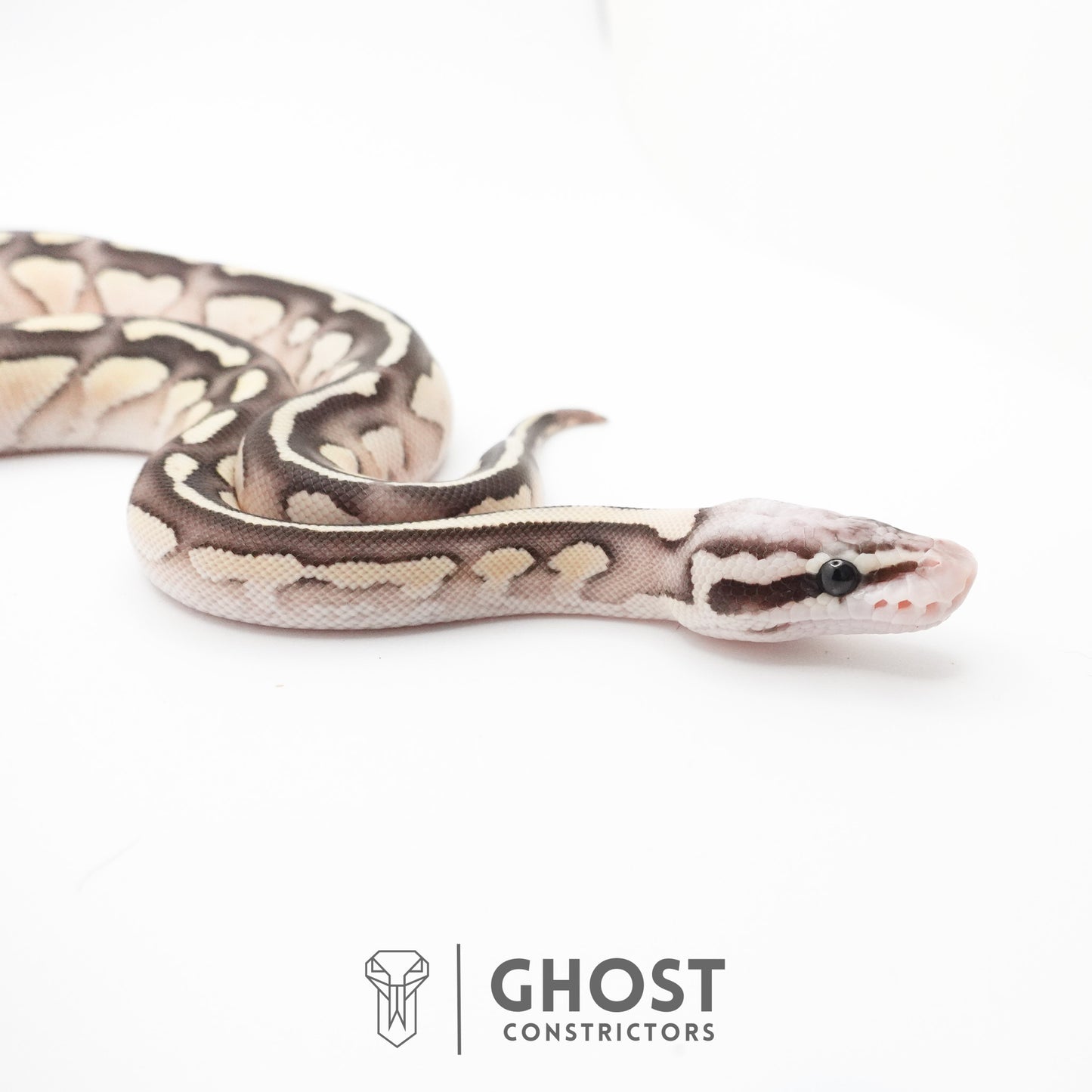 Pastel Fire Lesser 50% Het Clown Ball Python