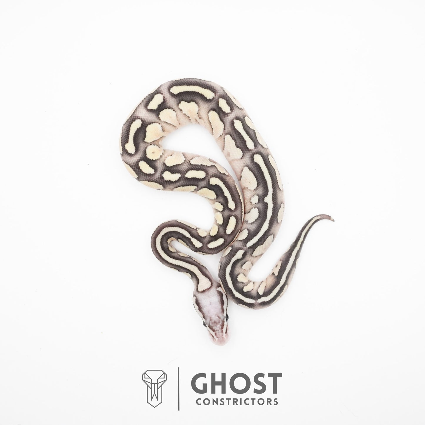 Pastel Fire Lesser 50% Het Clown Ball Python