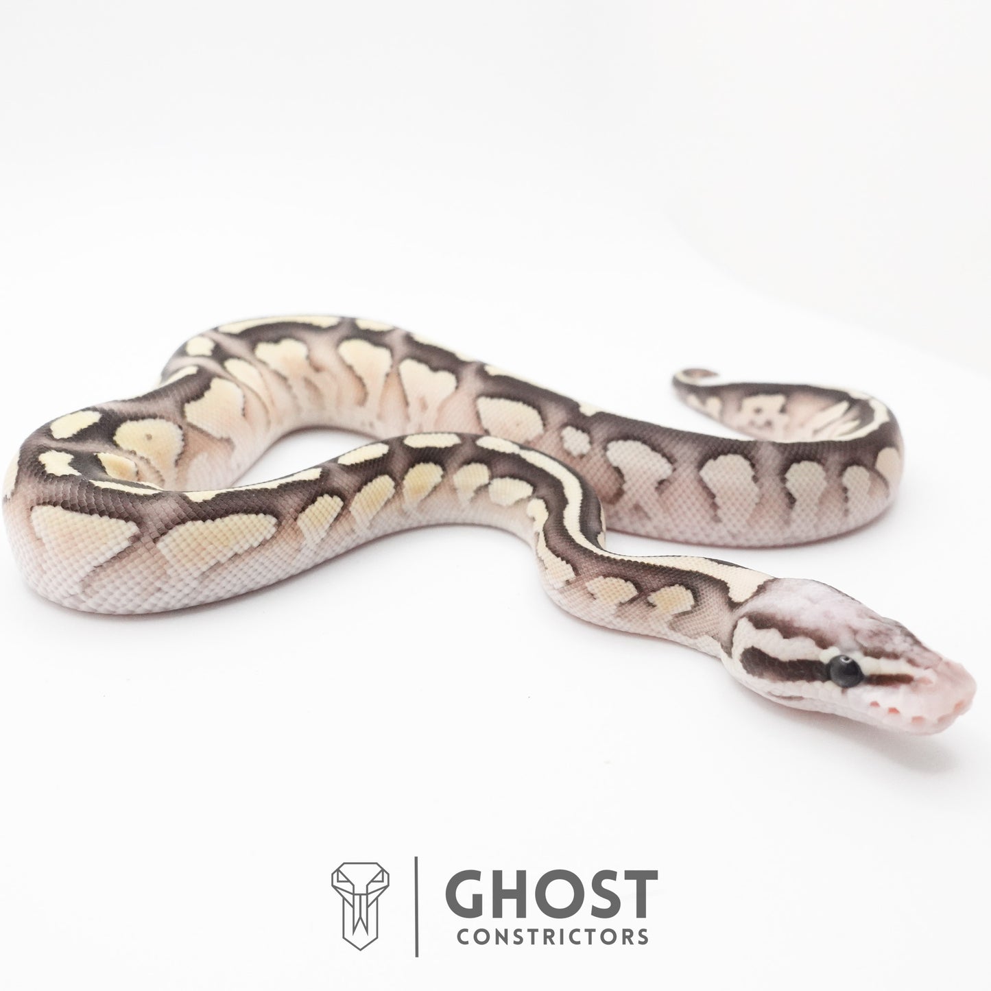 Pastel Fire Lesser 50% Het Clown Ball Python