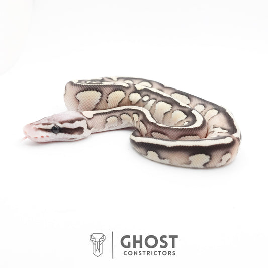 Pastel Fire Lesser 50% Het Clown Ball Python
