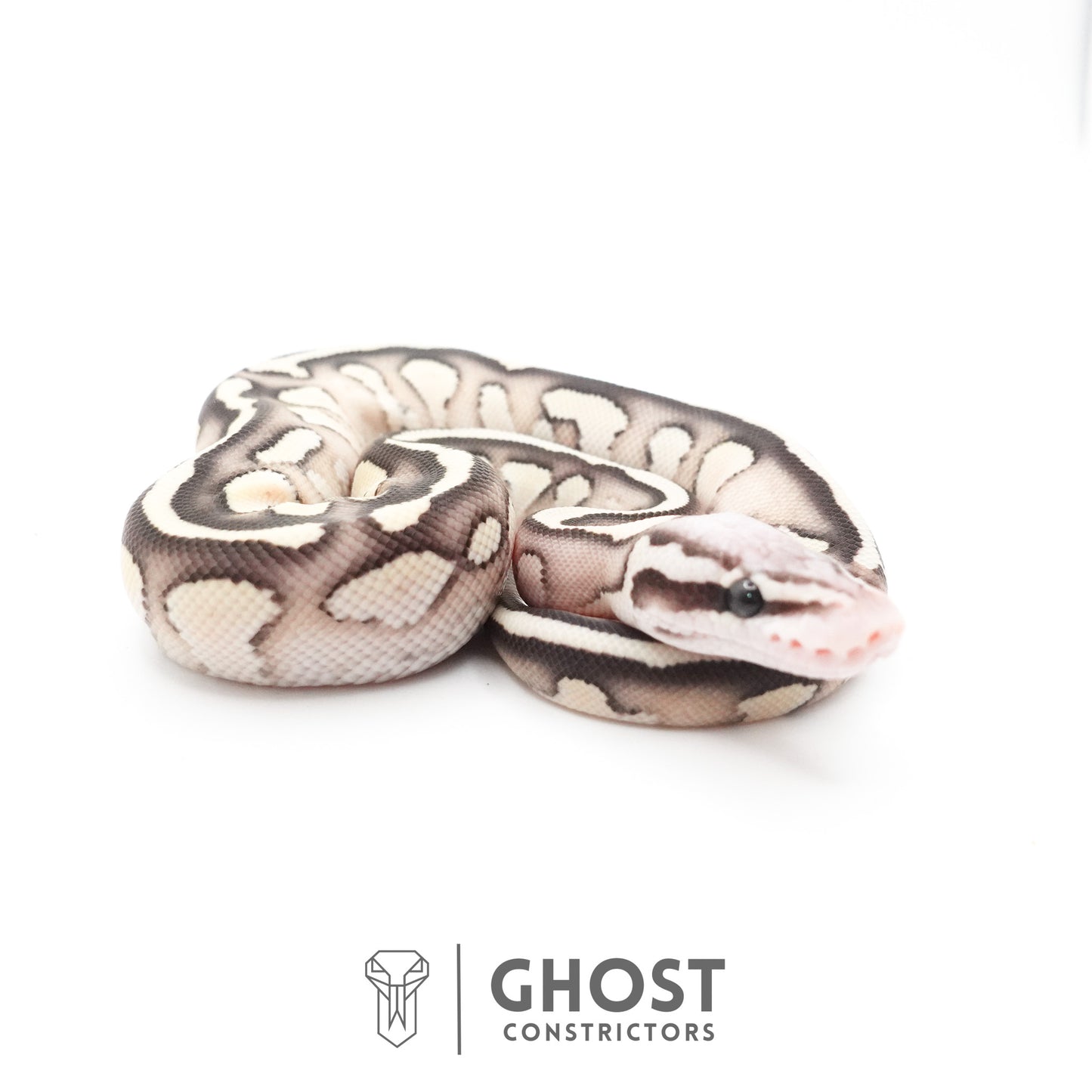 Pastel Fire Lesser 50% Het Clown Ball Python