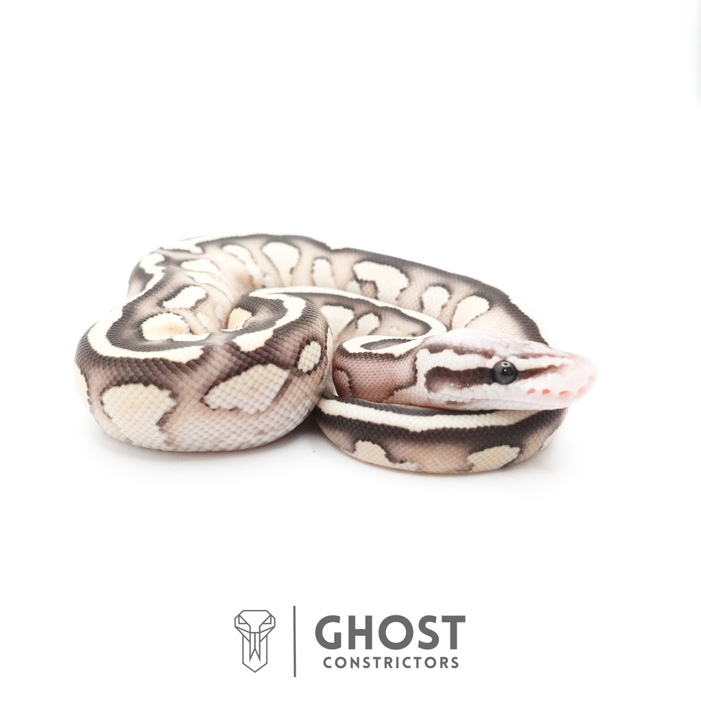 Pastel Fire Lesser 50% Het Clown Ball Python — Male, 2026 hatch, captive-bred by Ghost Constrictors