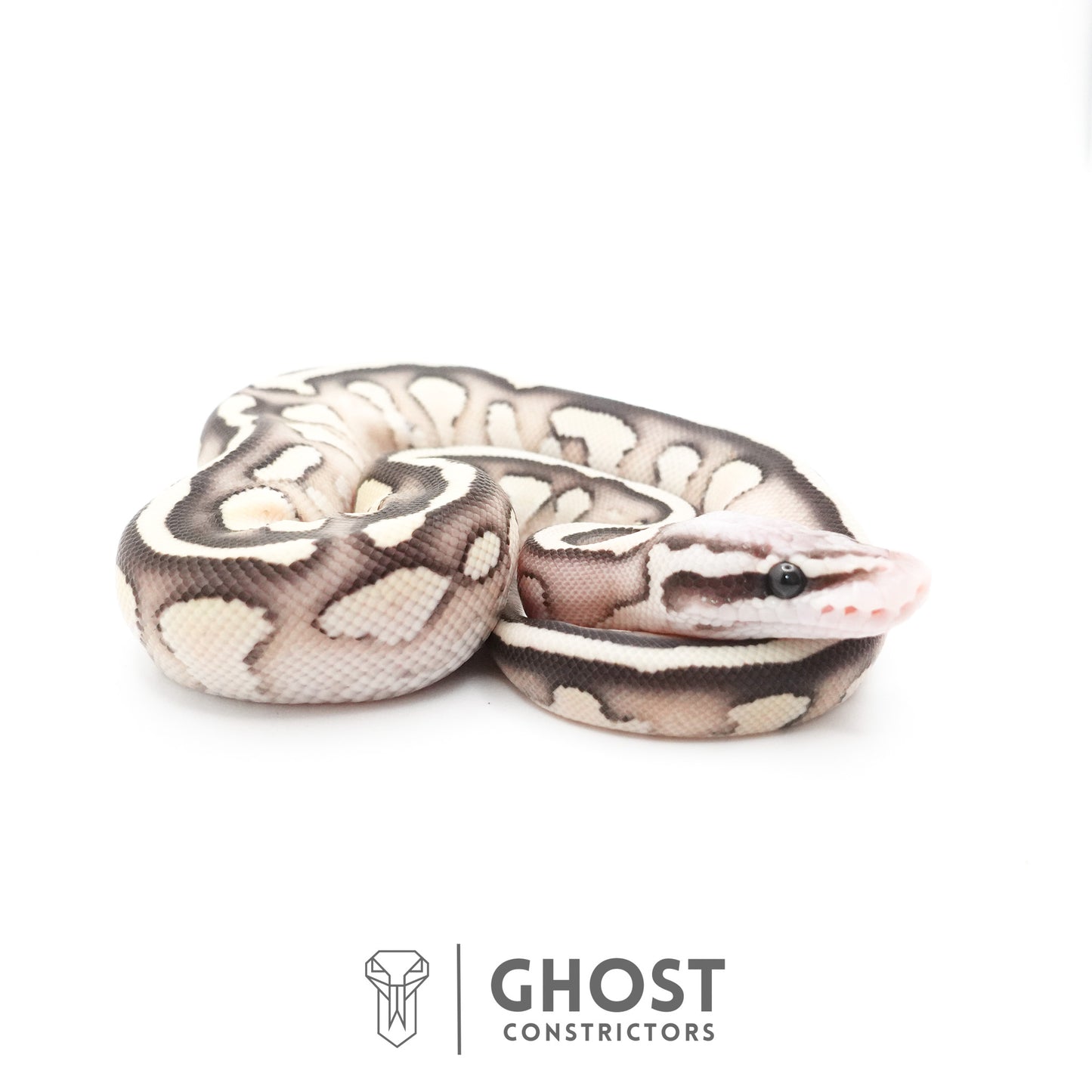 Pastel Fire Lesser 50% Het Clown Ball Python