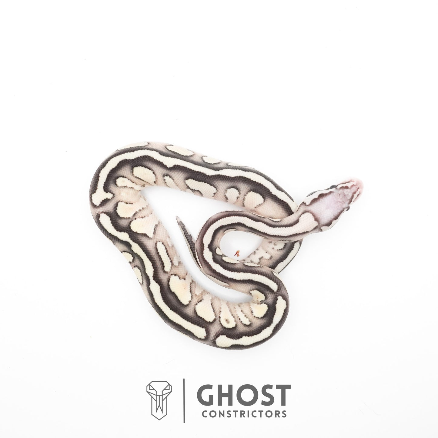 Pastel Fire Lesser 50% Het Clown Ball Python