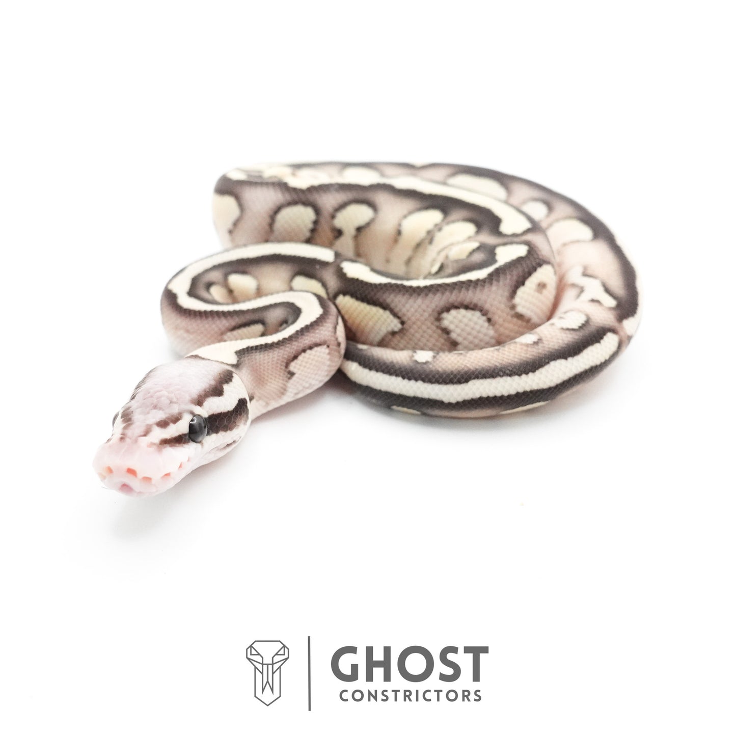 Pastel Fire Lesser 50% Het Clown Ball Python
