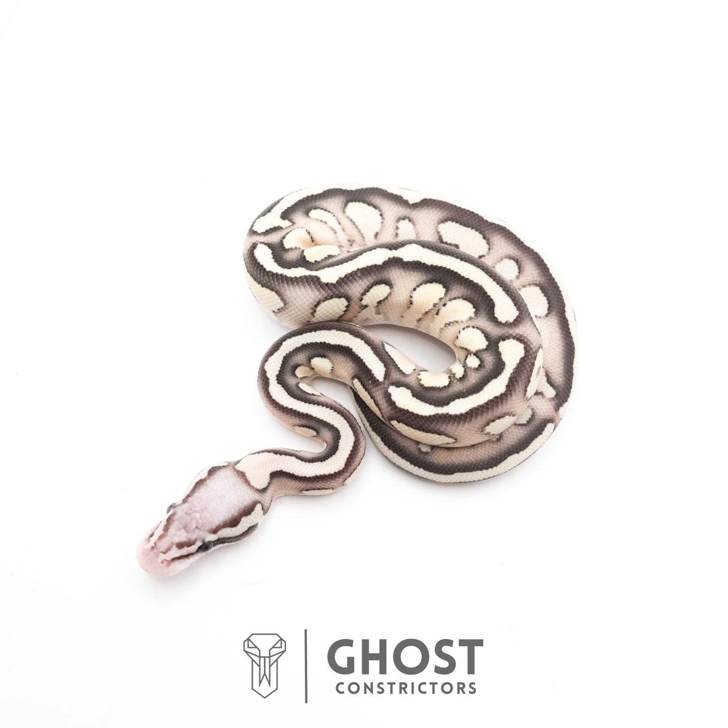 Pastel Fire Lesser 50% Het Clown Ball Python