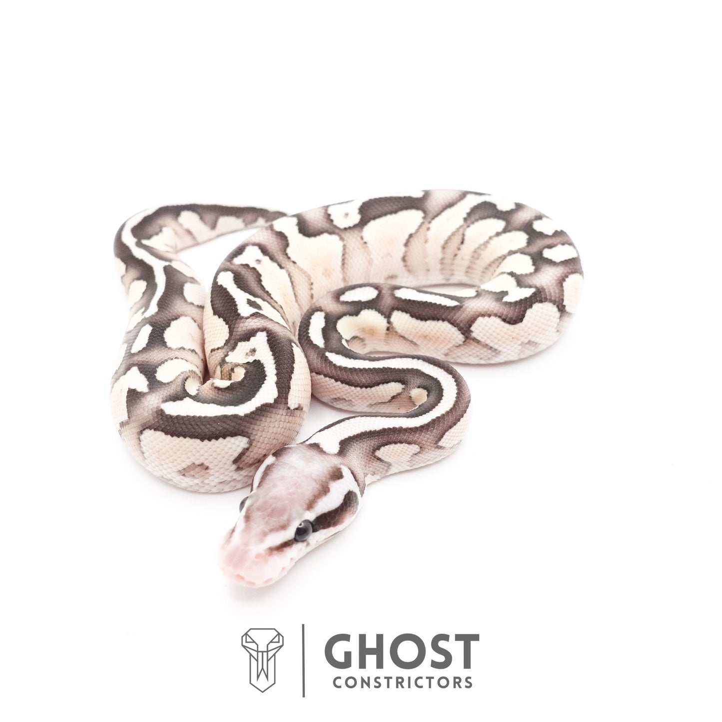 Pastel Fire Lesser 50% Het Clown Ball Python