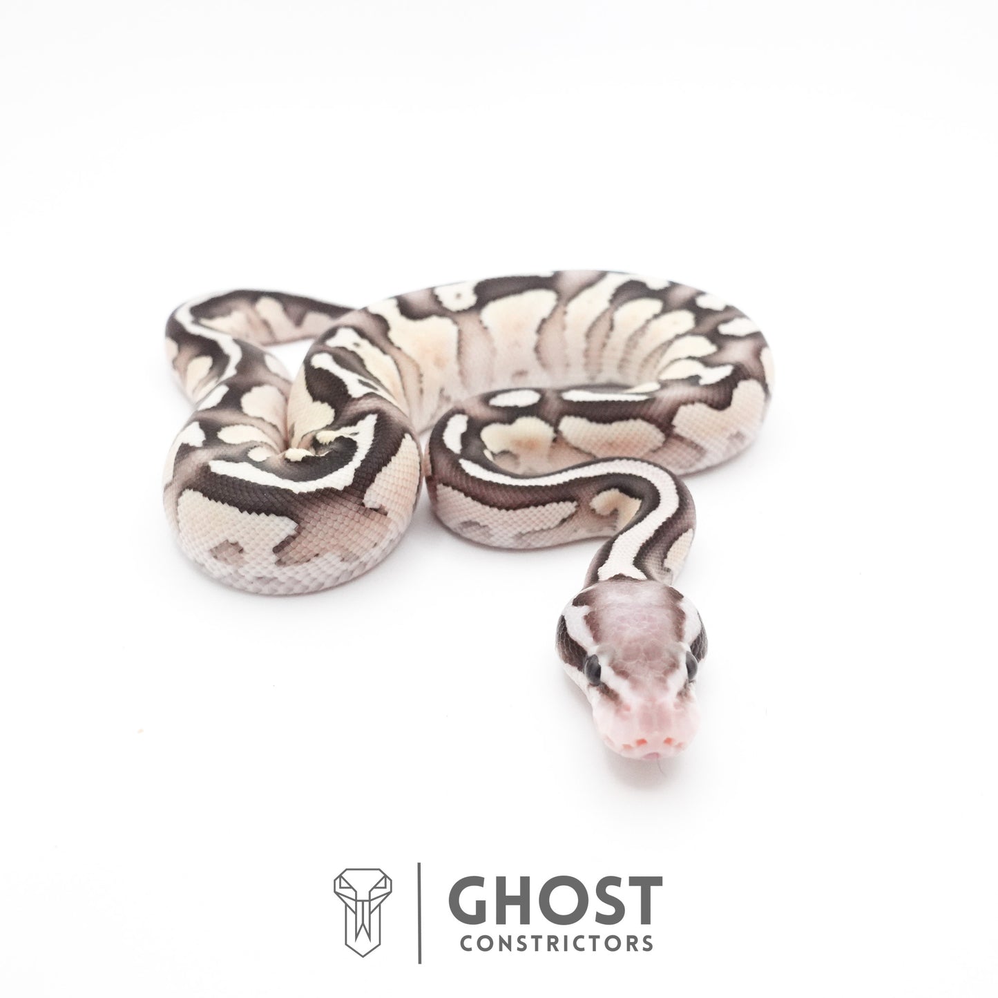 Pastel Fire Lesser 50% Het Clown Ball Python