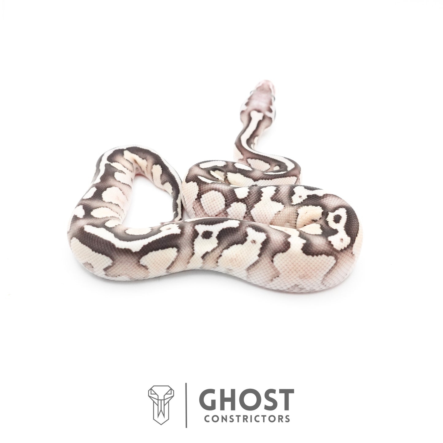 Pastel Fire Lesser 50% Het Clown Ball Python