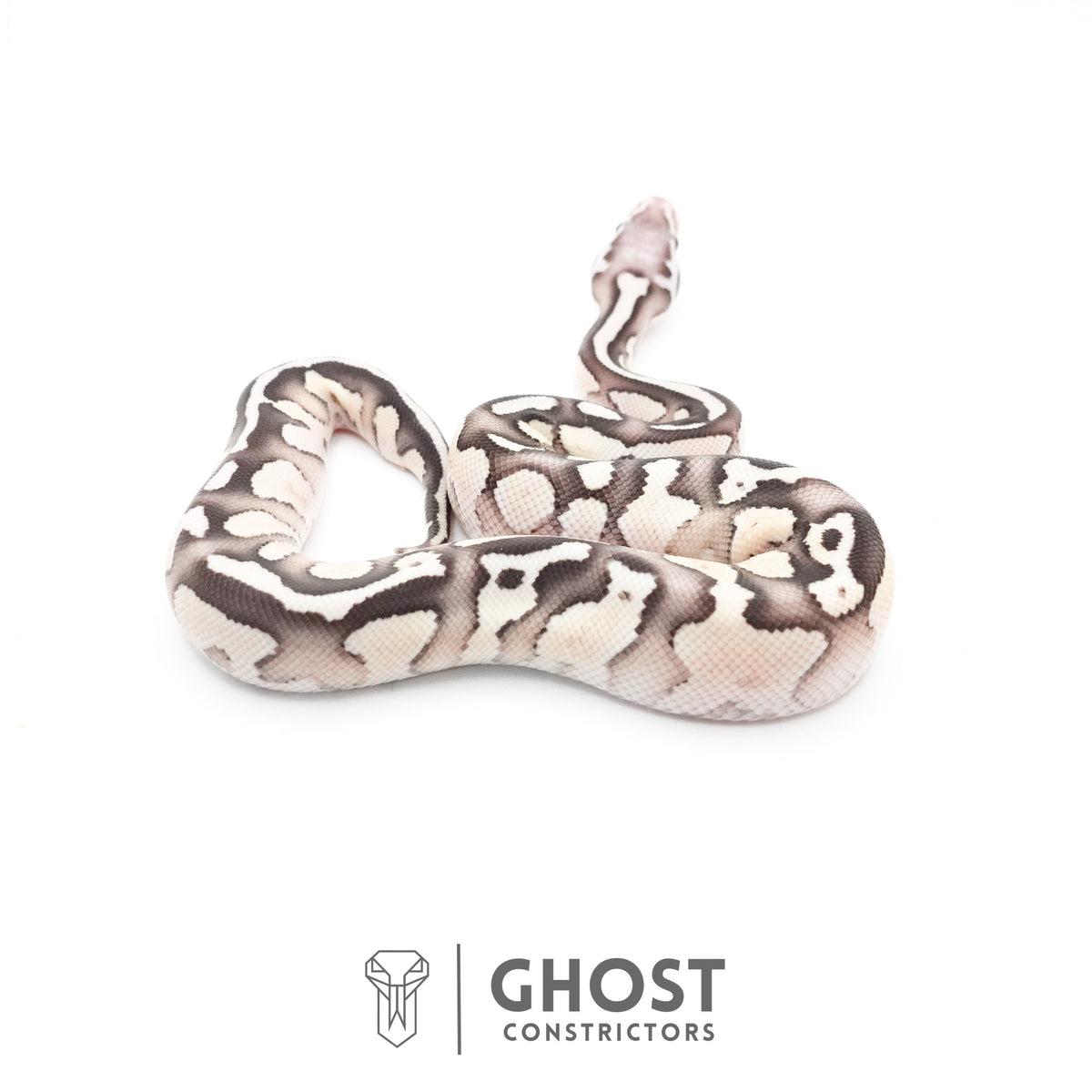 Pastel Fire Lesser 50% Het Clown Ball Python — Female, 2026 hatch, captive-bred by Ghost Constrictors
