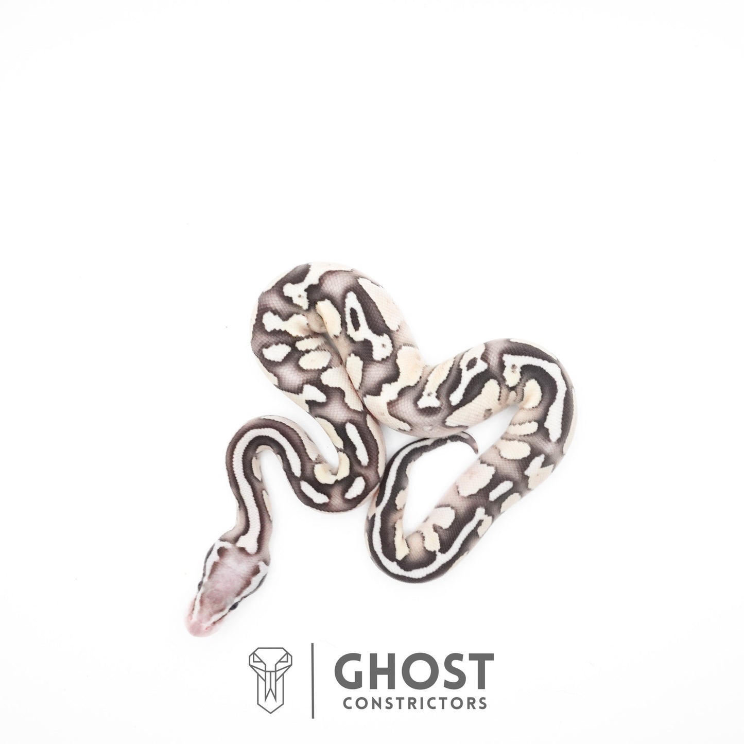 Pastel Fire Lesser 50% Het Clown Ball Python