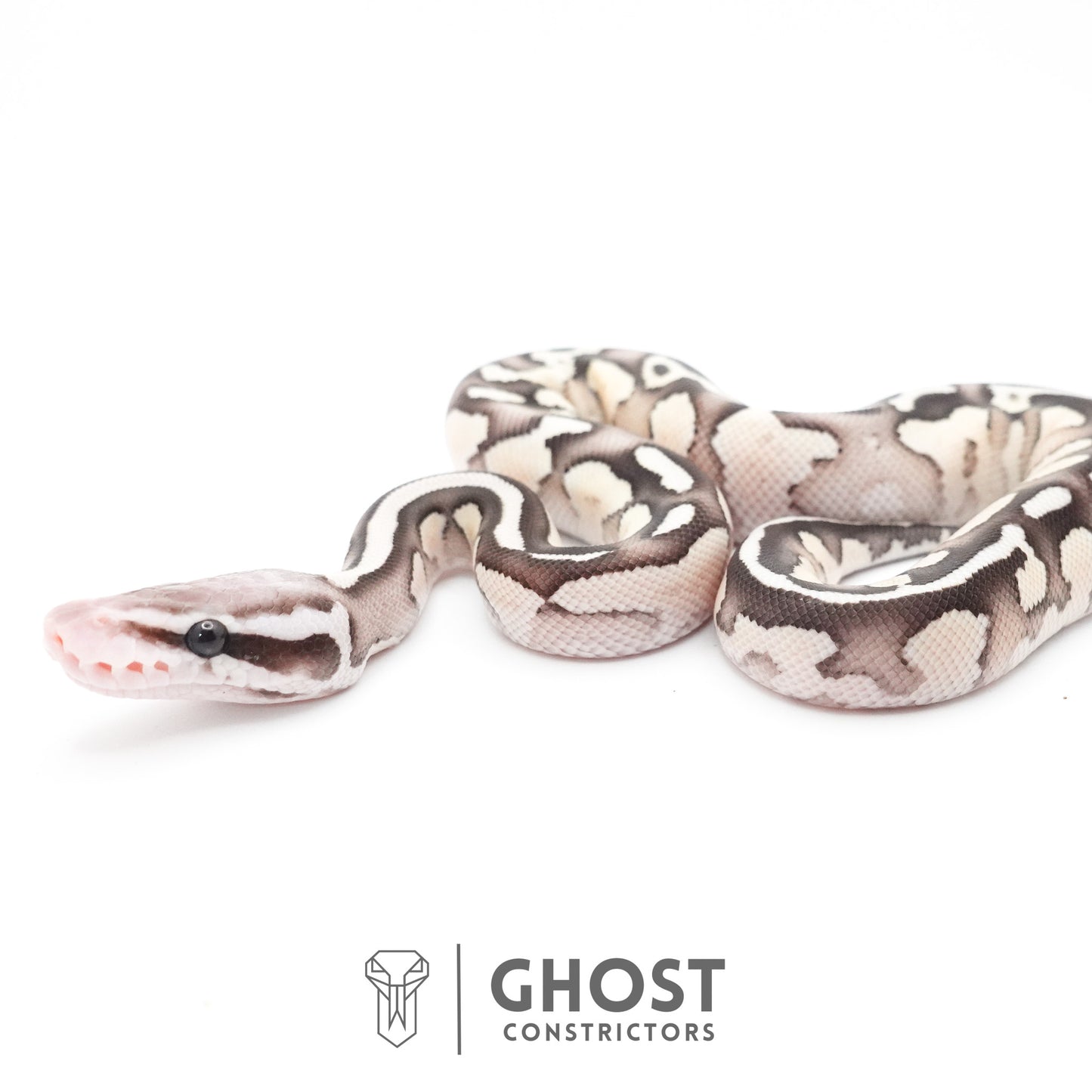 Pastel Fire Lesser 50% Het Clown Ball Python