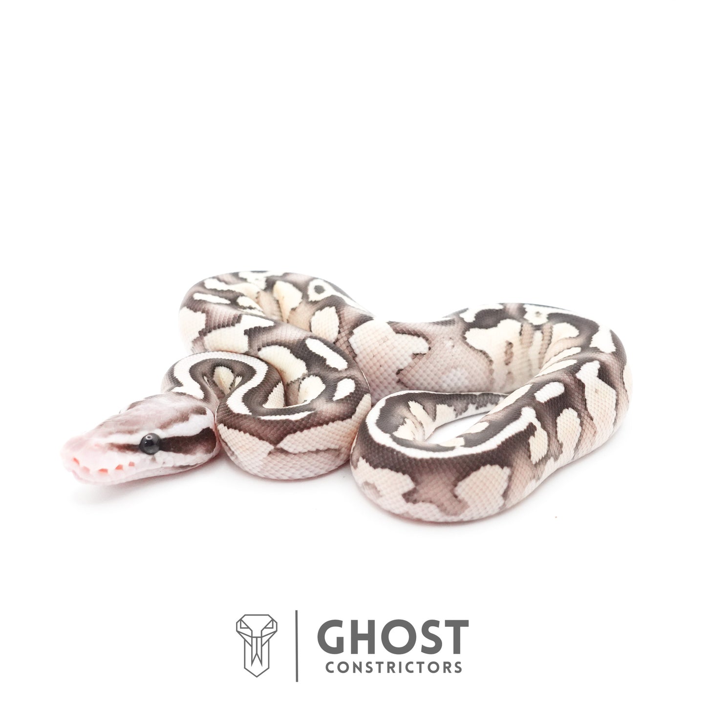 Pastel Fire Lesser 50% Het Clown Ball Python