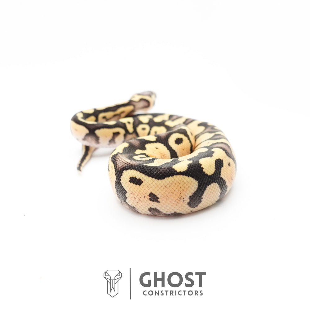 Pastel Fire 50% Het Clown Ball Python — Female, 2026 hatch, captive-bred by Ghost Constrictors