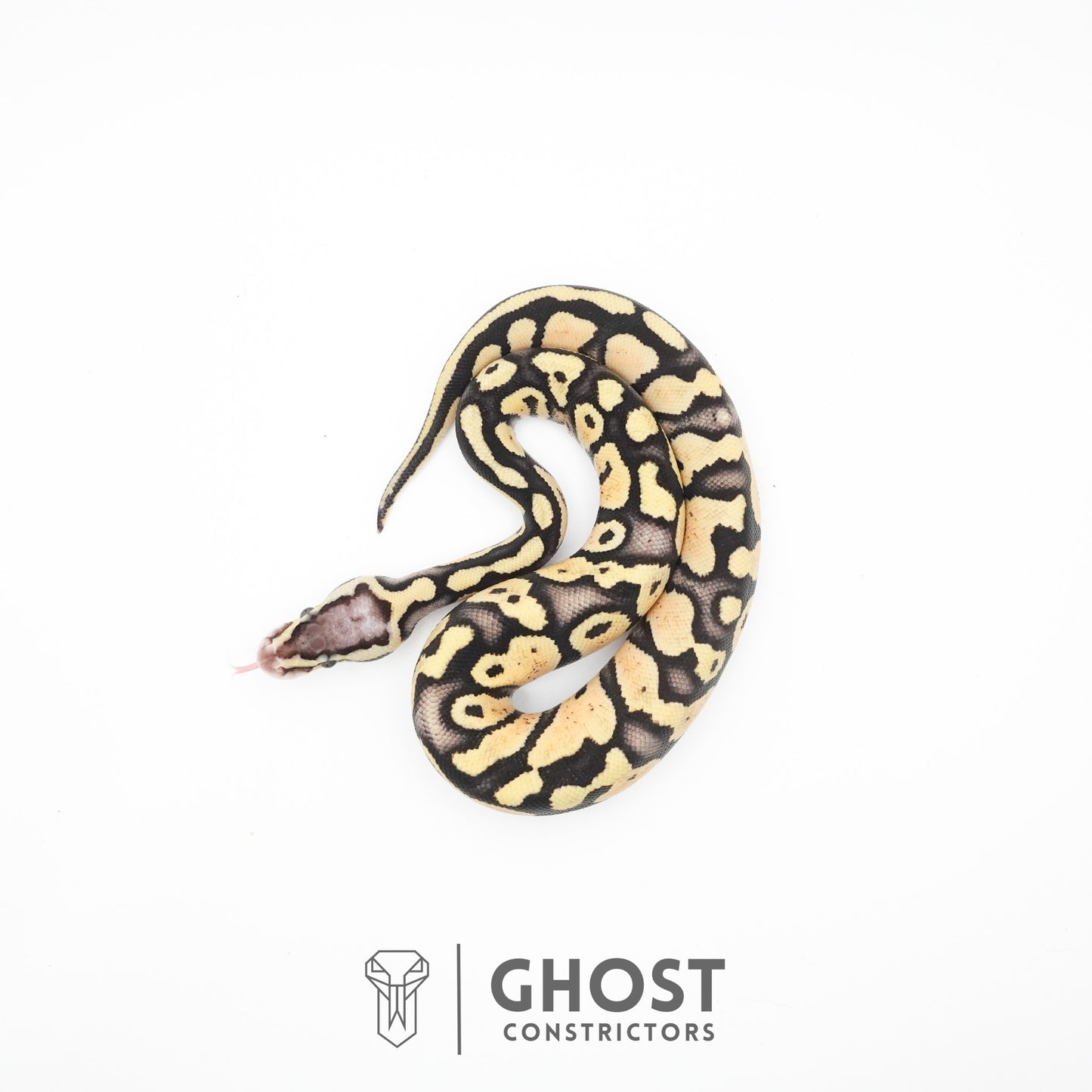 Pastel Fire 50% Het Clown Ball Python