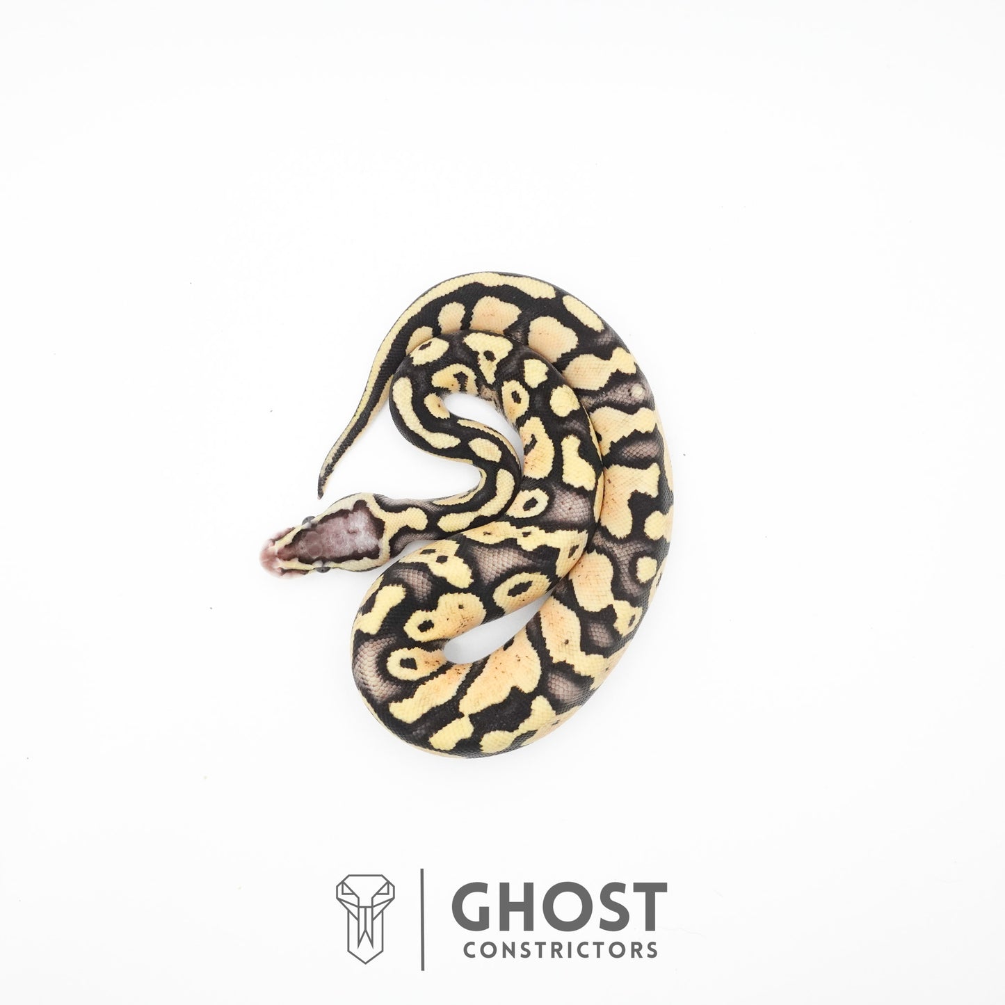 Pastel Fire 50% Het Clown Ball Python