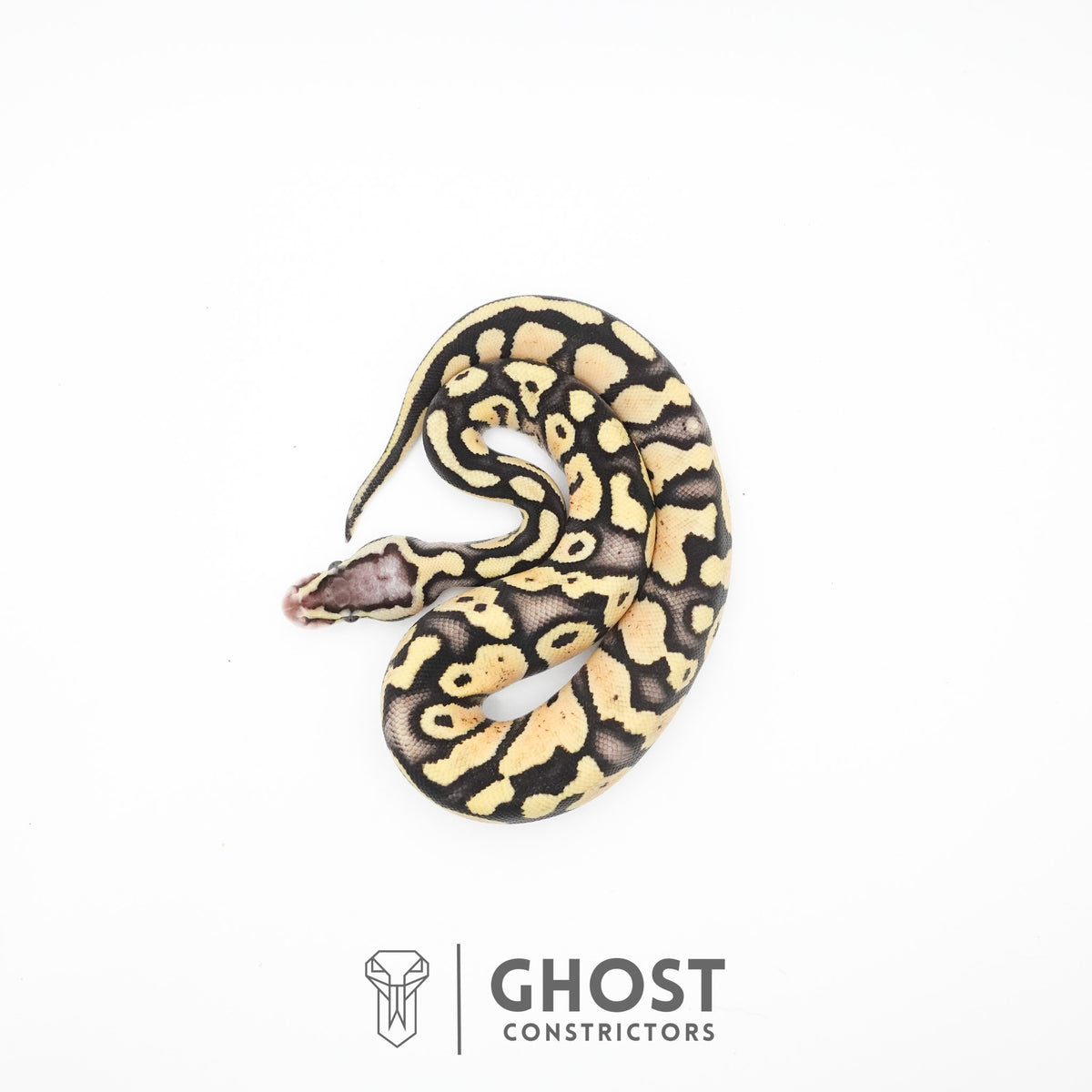 Pastel Fire 50% Het Clown Ball Python — Female, 2026 hatch, captive-bred by Ghost Constrictors