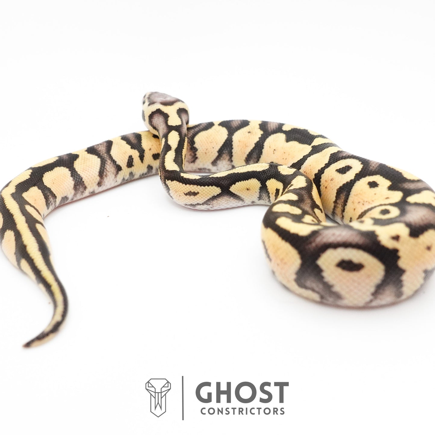 Pastel Fire 50% Het Clown Ball Python
