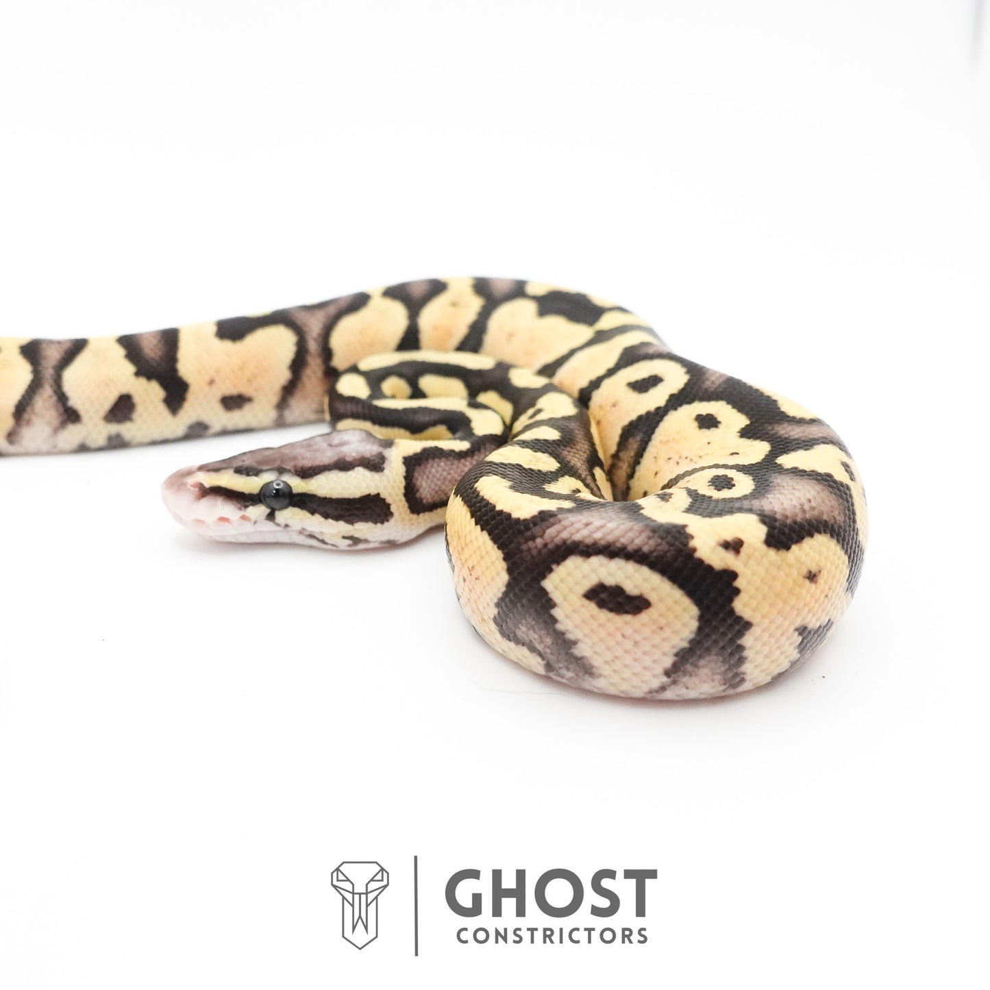 Pastel Fire 50% Het Clown Ball Python