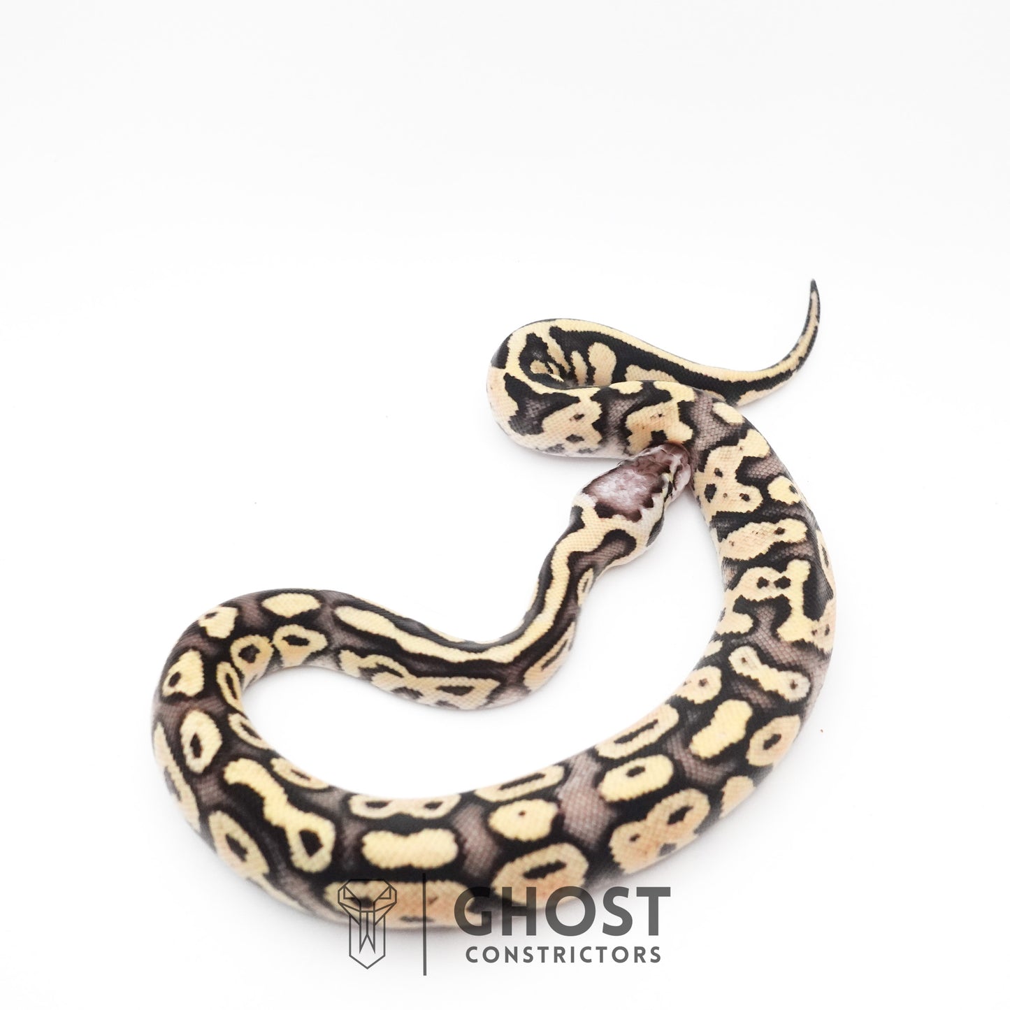 Pastel Fire 50% Het Clown Ball Python