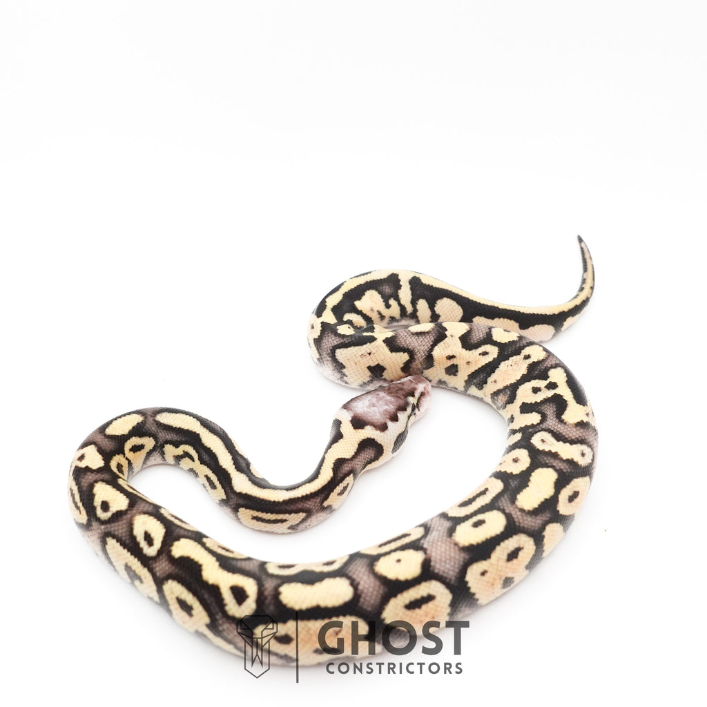 Pastel Fire 50% Het Clown Ball Python — Male, 2026 hatch, captive-bred by Ghost Constrictors