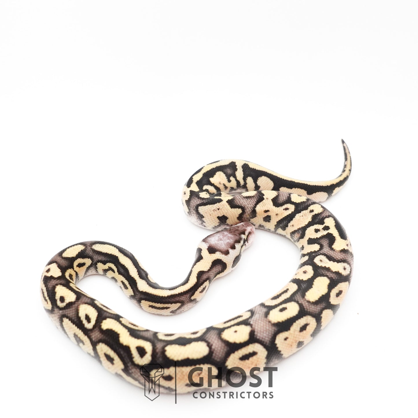 Pastel Fire 50% Het Clown Ball Python