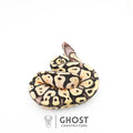 Saffron, female ball python identified as 50% Het Clown, Pastel, Fire, Ghost Constrictors