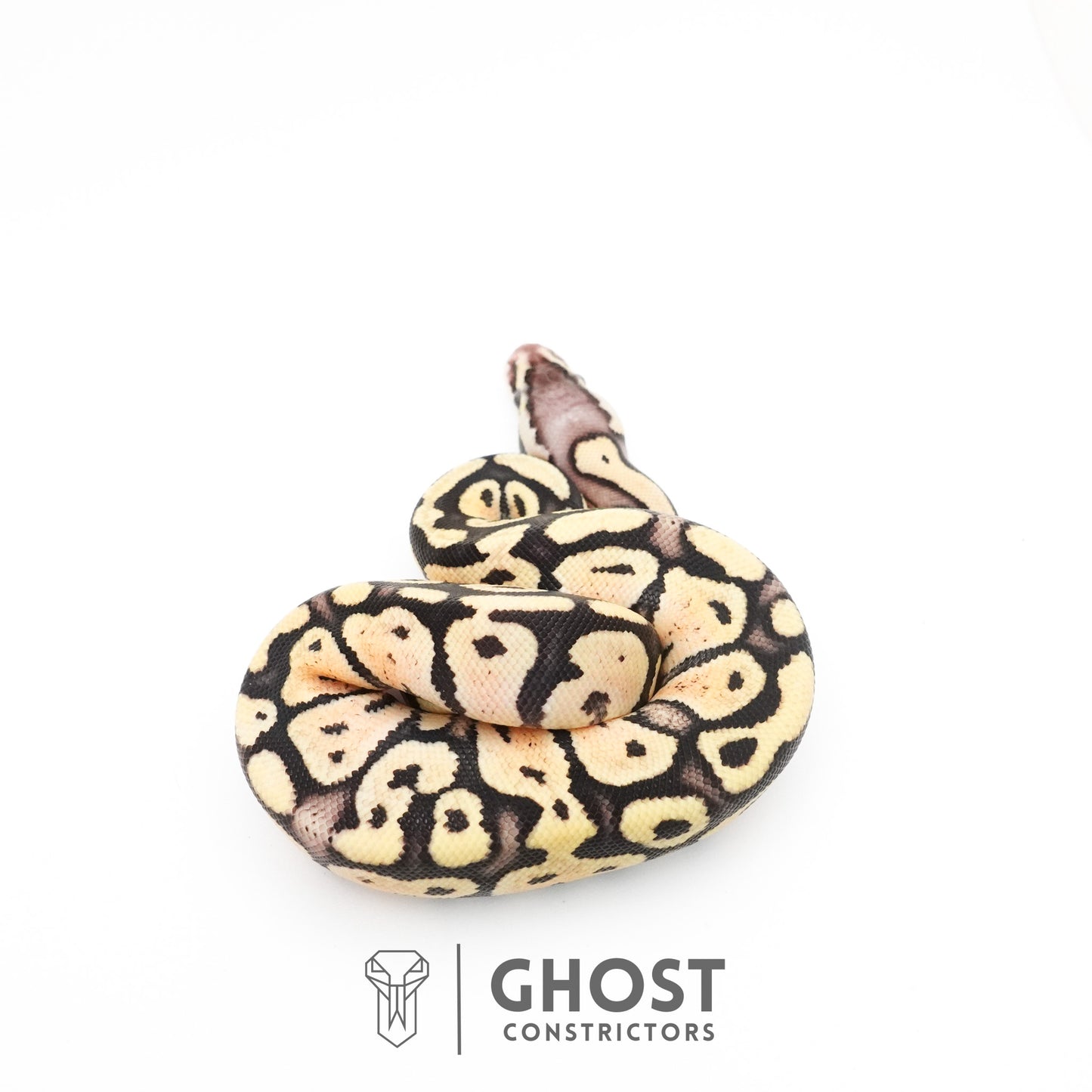 Pastel Fire 50% Het Clown Ball Python