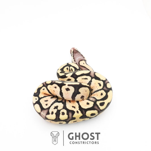 Pastel Fire 50% Het Clown Ball Python — Female, 2026 hatch, captive-bred by Ghost Constrictors