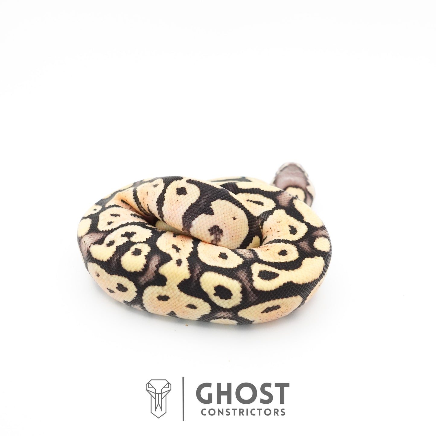 Pastel Fire 50% Het Clown Ball Python