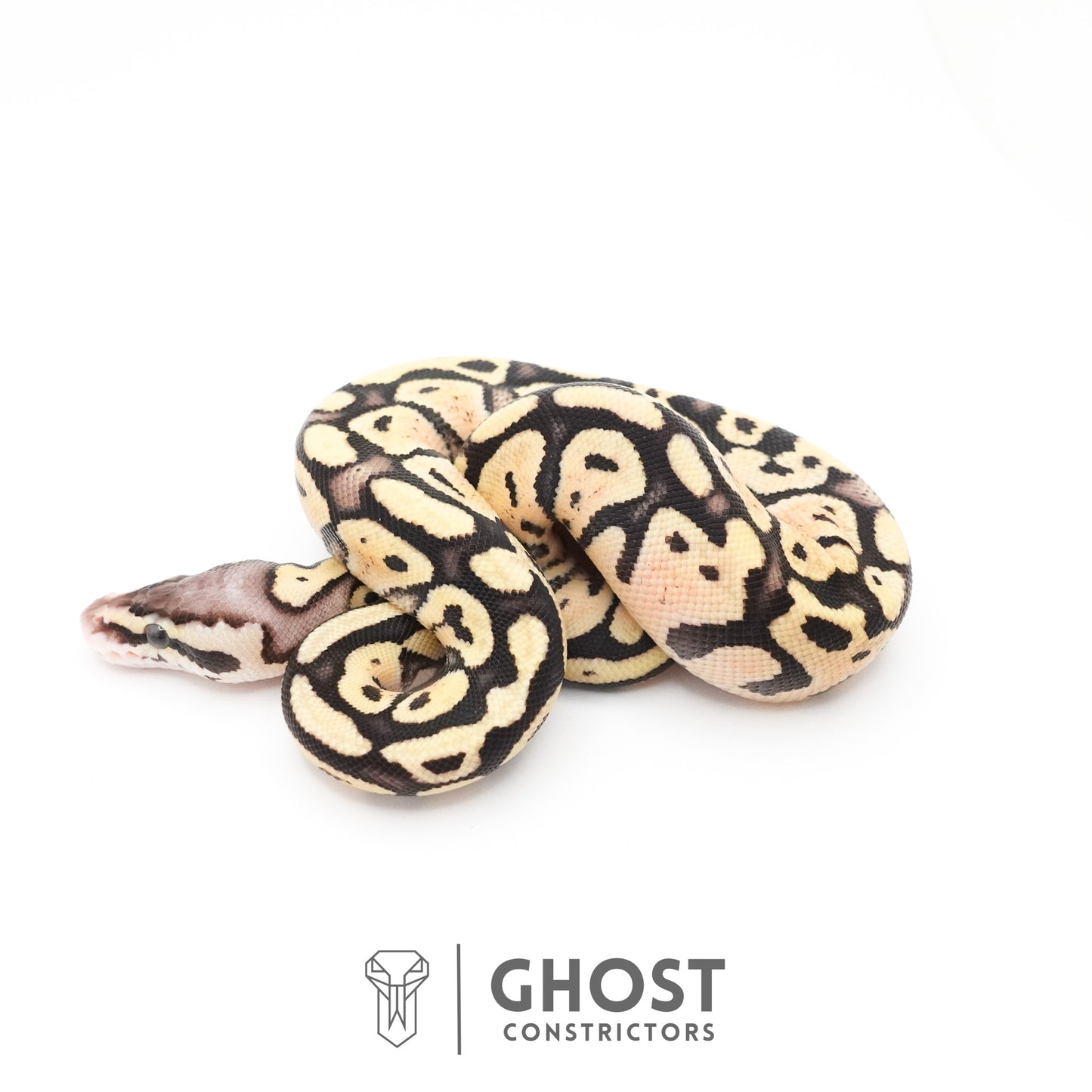 Pastel Fire 50% Het Clown Ball Python