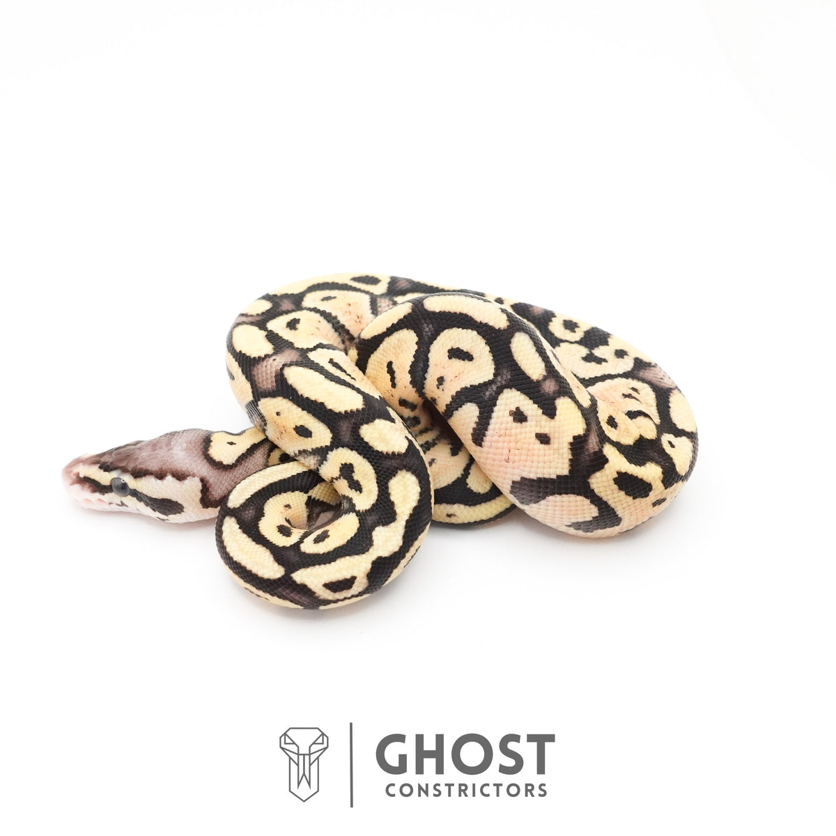 Pastel Fire 50% Het Clown Ball Python — Female, 2026 hatch, captive-bred by Ghost Constrictors