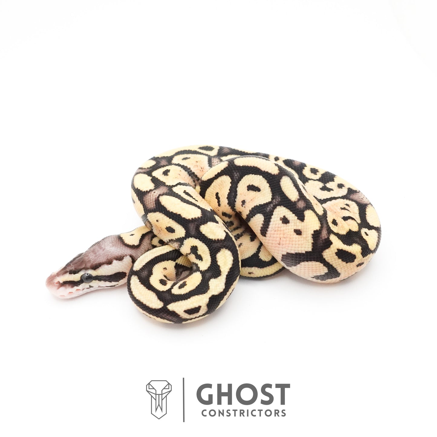 Pastel Fire 50% Het Clown Ball Python