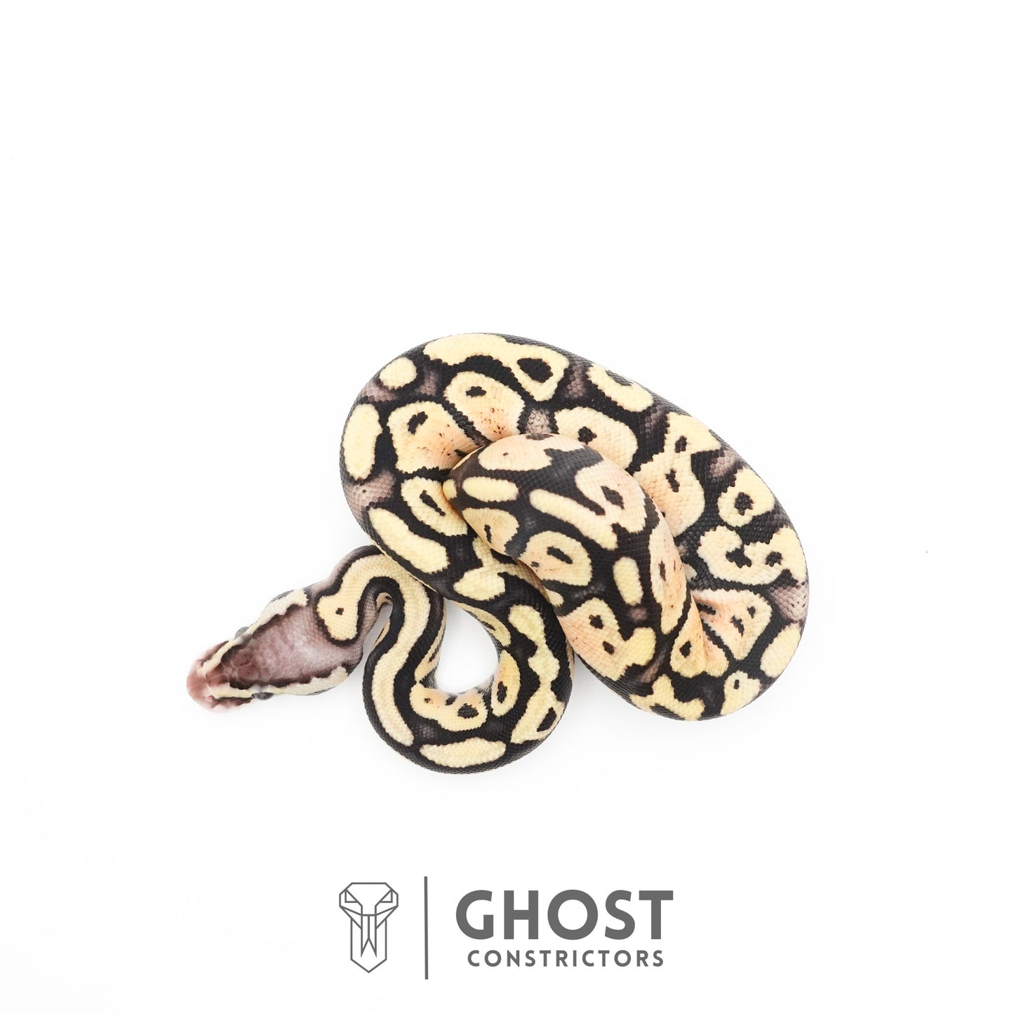 Pastel Fire 50% Het Clown Ball Python