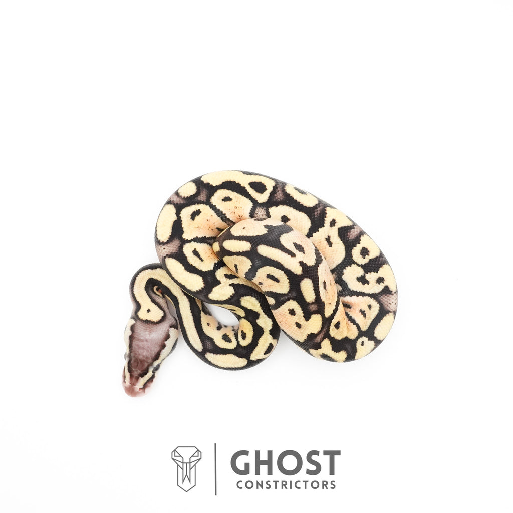 Pastel Fire 50% Het Clown Ball Python — Female, 2026 hatch, captive-bred by Ghost Constrictors