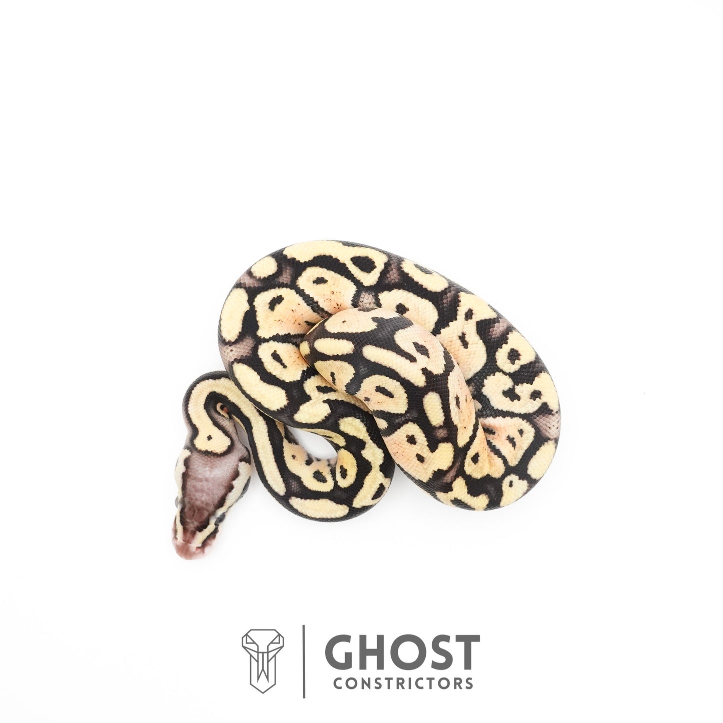 Pastel Fire 50% Het Clown Ball Python
