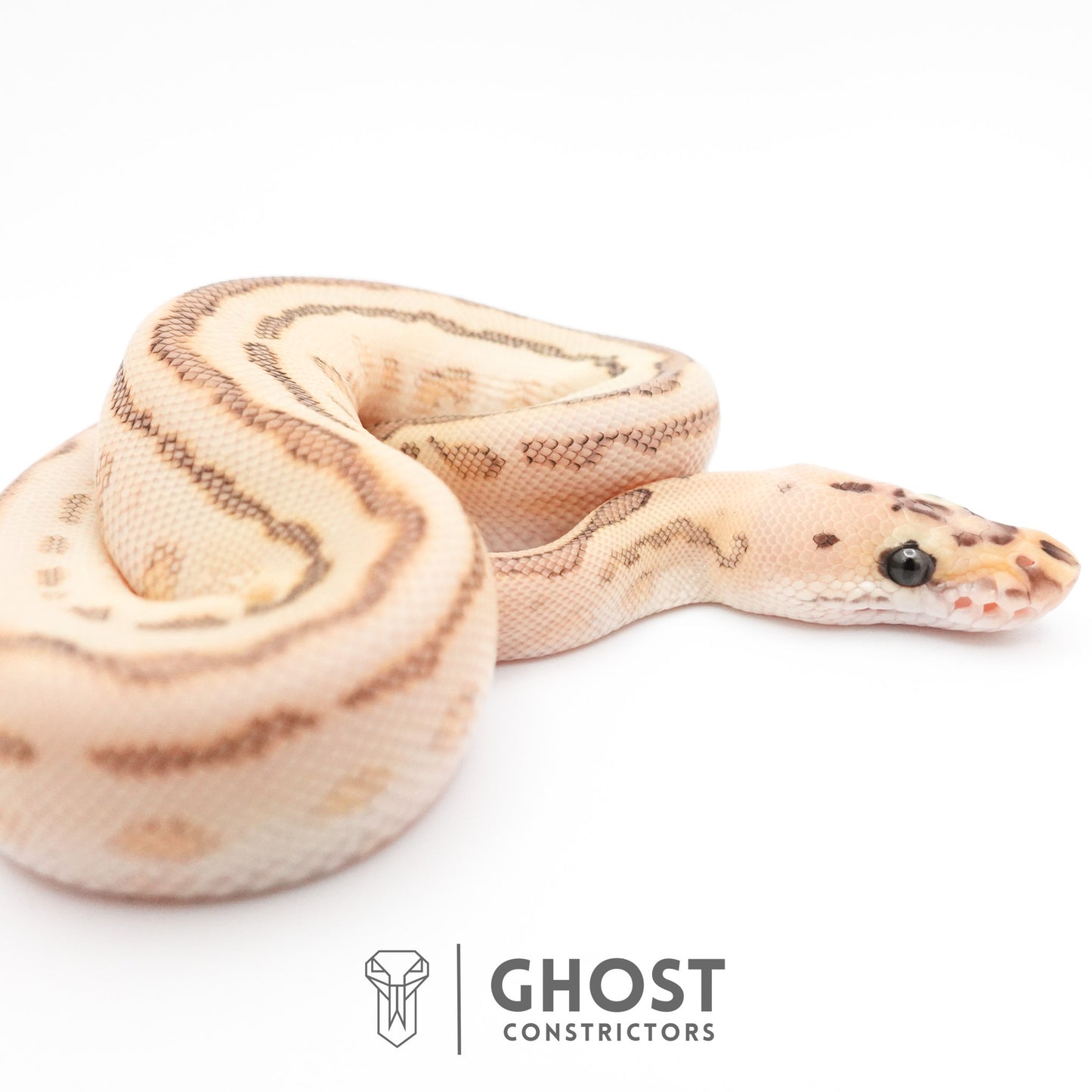 Spotnose Lesser Clown Ball Python