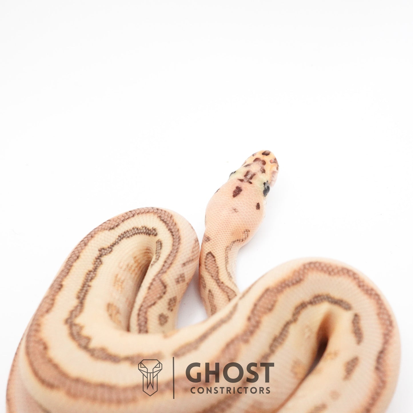 Spotnose Lesser Clown Ball Python